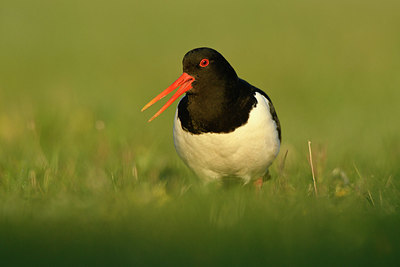 BUITEN BEELD Foto: 348220
