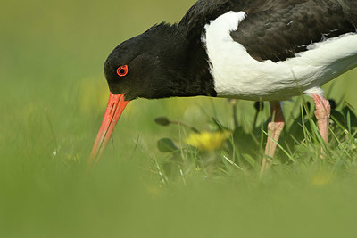 BUITEN BEELD Foto: 348223