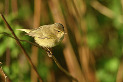 BUITEN BEELD Foto: 348226