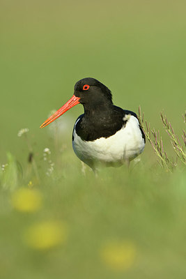BUITEN BEELD Foto: 348230