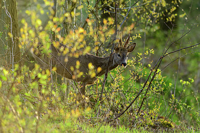 BUITEN BEELD Foto: 348244