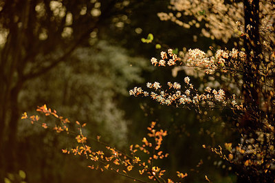 BUITEN BEELD Foto: 348252