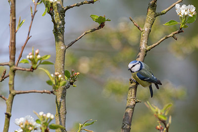 BUITEN BEELD Foto: 348267