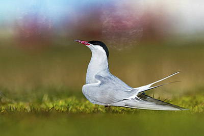 BUITEN BEELD Foto: 348313