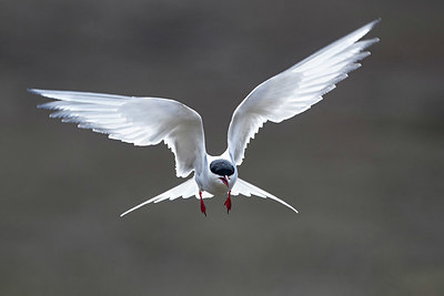 BUITEN BEELD Foto: 348315