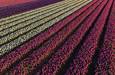 BUITEN BEELD Foto: 348346