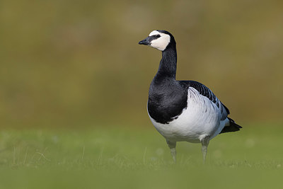BUITEN BEELD Foto: 348358