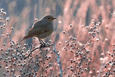 BUITEN BEELD Foto: 348398