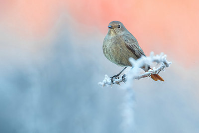 BUITEN BEELD Foto: 348404