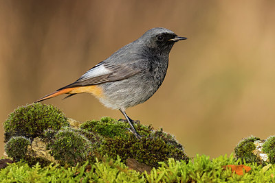 BUITEN BEELD Foto: 348407