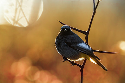 BUITEN BEELD Foto: 348414