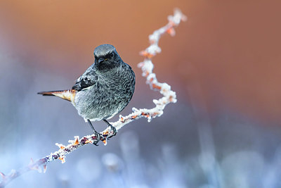 BUITEN BEELD Foto: 348432