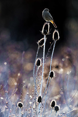 BUITEN BEELD Foto: 348434