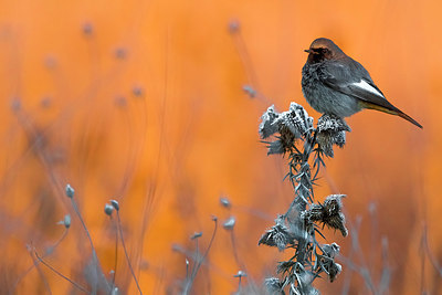 BUITEN BEELD Foto: 348435