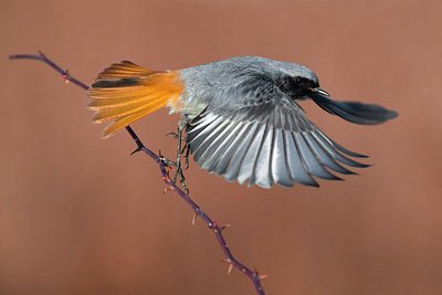 BUITEN BEELD Foto: 348436