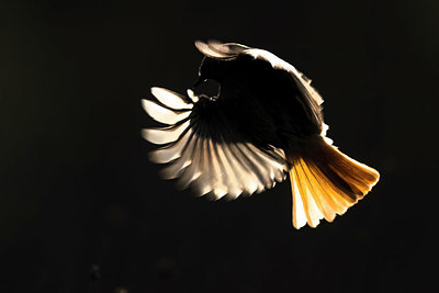 BUITEN BEELD Foto: 348442