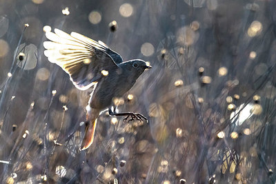 BUITEN BEELD Foto: 348445