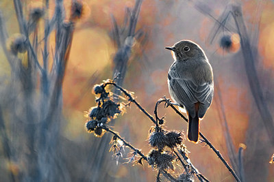 BUITEN BEELD Foto: 348447