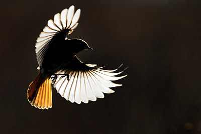 BUITEN BEELD Foto: 348449