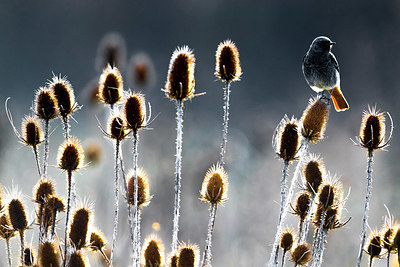 BUITEN BEELD Foto: 348451