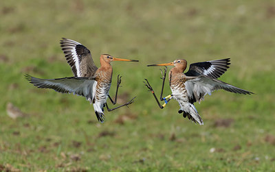 BUITEN BEELD Foto: 348462
