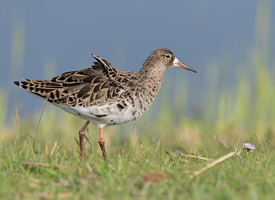 BUITEN BEELD Foto: 348471