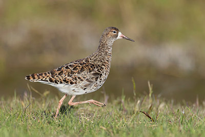 BUITEN BEELD Foto: 348474
