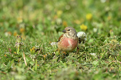 BUITEN BEELD Foto: 348476