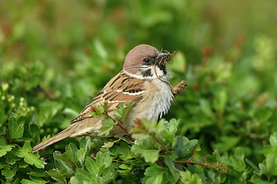 BUITEN BEELD Foto: 348477