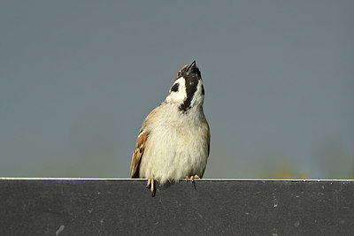 BUITEN BEELD Foto: 348478