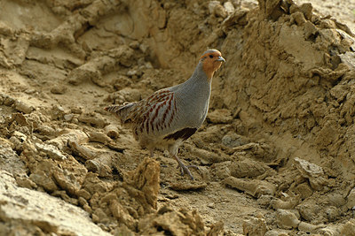 BUITEN BEELD Foto: 348481