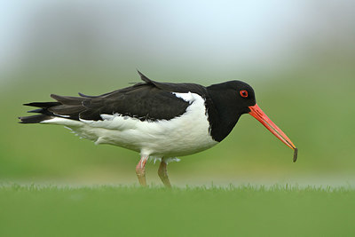 BUITEN BEELD Foto: 348485