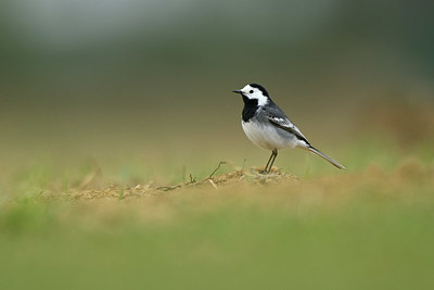 BUITEN BEELD Foto: 348486