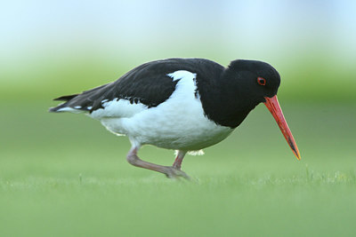 BUITEN BEELD Foto: 348487