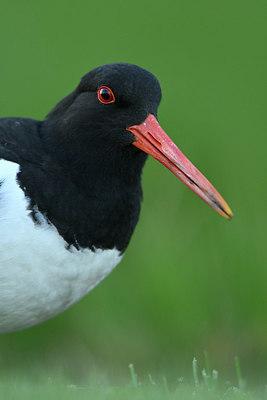 BUITEN BEELD Foto: 348488