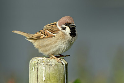 BUITEN BEELD Foto: 348489