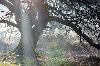 BUITEN BEELD Foto: 348506