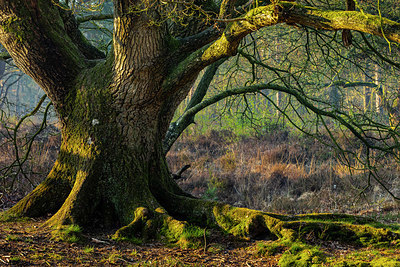 BUITEN BEELD Foto: 348507
