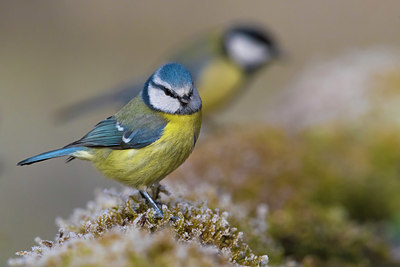 BUITEN BEELD Foto: 348535