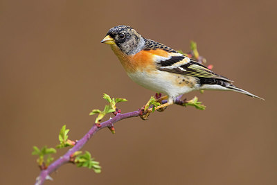 BUITEN BEELD Foto: 348544
