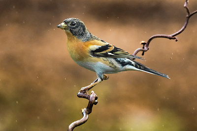 BUITEN BEELD Foto: 348545