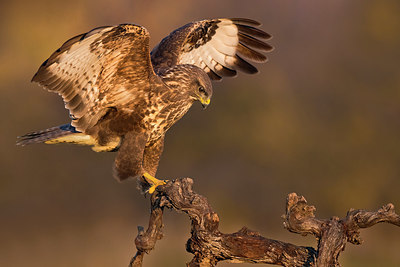 BUITEN BEELD Foto: 348569