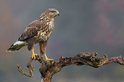 BUITEN BEELD Foto: 348570