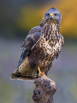 BUITEN BEELD Foto: 348571