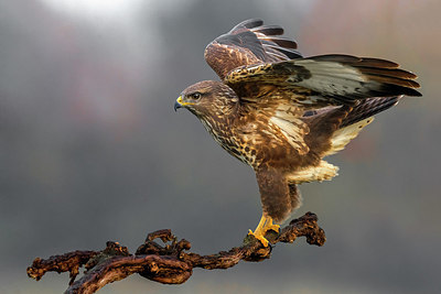 BUITEN BEELD Foto: 348572