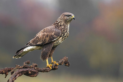 BUITEN BEELD Foto: 348573