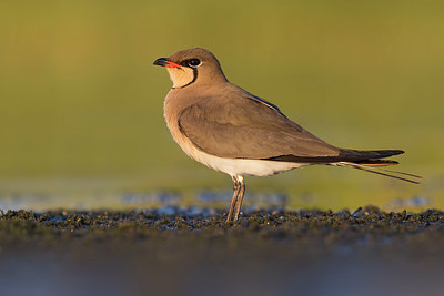 BUITEN BEELD Foto: 348604