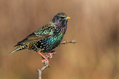 BUITEN BEELD Foto: 348634