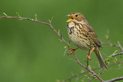 BUITEN BEELD Foto: 348638