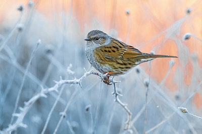 BUITEN BEELD Foto: 348643